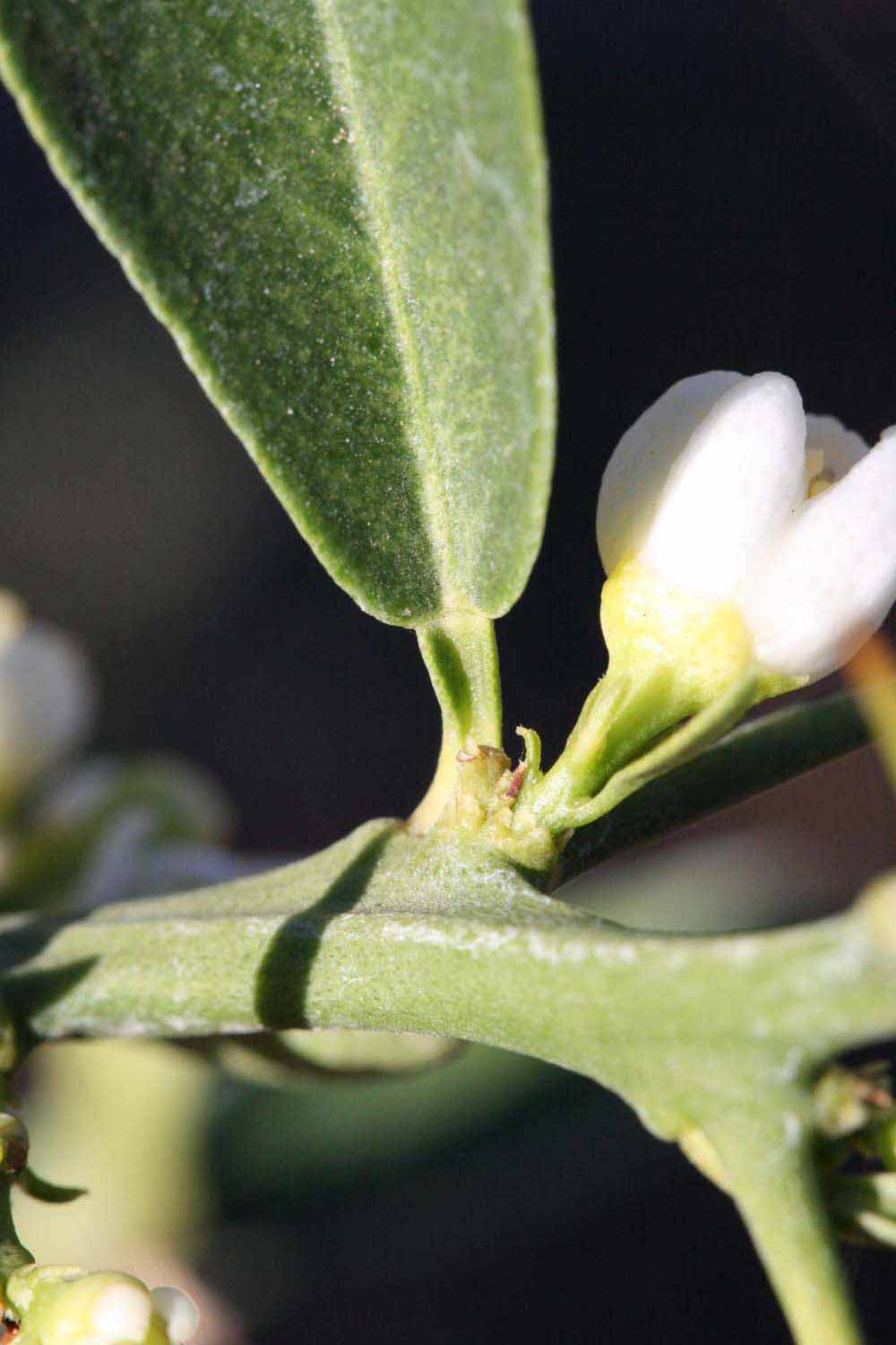              Petiole (Riverside, CA)       